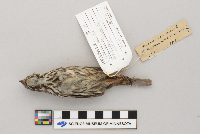 Melospiza melodia image