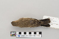 Calamospiza melanocorys image