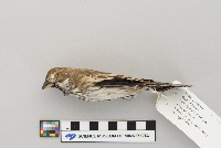 Calamospiza melanocorys image