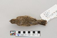 Calamospiza melanocorys image