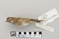 Calamospiza melanocorys image