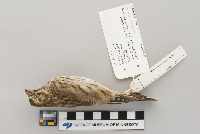 Calamospiza melanocorys image