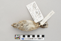 Calamospiza melanocorys image