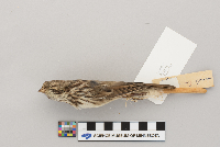 Melospiza melodia image