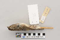 Melospiza melodia image