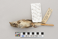 Melospiza melodia image