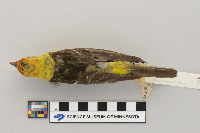 Piranga ludoviciana image