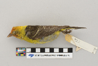 Piranga ludoviciana image