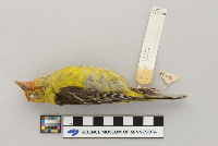 Piranga ludoviciana image