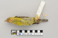 Piranga ludoviciana image