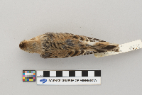 Plectrophenax nivalis image