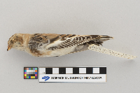 Plectrophenax nivalis image