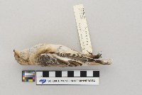 Plectrophenax nivalis image