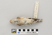 Plectrophenax nivalis image
