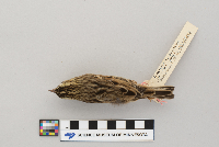 thumbnail image of current specimen