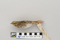 thumbnail image of current specimen