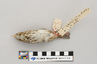 thumbnail image of current specimen