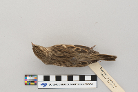 Pooecetes gramineus image