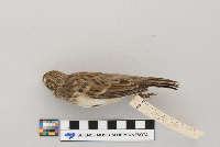 Pooecetes gramineus image
