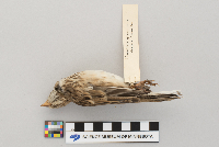 Pooecetes gramineus image
