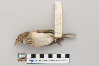 Pooecetes gramineus image
