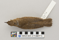 Catharus fuscescens image