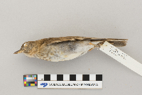 Catharus fuscescens image