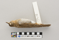 Catharus fuscescens image
