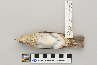 Catharus fuscescens image