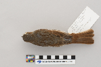Passerella iliaca image
