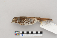 Passerella iliaca image
