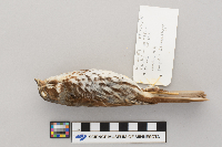 Passerella iliaca image