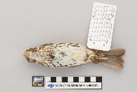 Passerella iliaca image