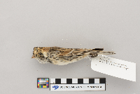 Calcarius lapponicus image