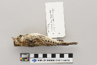 Calcarius lapponicus image