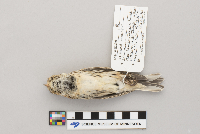 Calcarius lapponicus image