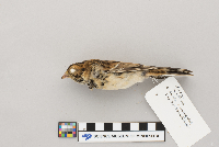 Calcarius lapponicus image