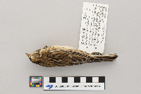 Calcarius lapponicus image