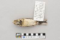 Calcarius lapponicus image