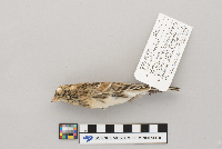 Calcarius lapponicus image