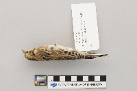 Calcarius lapponicus image