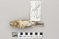 Calcarius lapponicus image