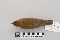 Hylocichla mustelina image