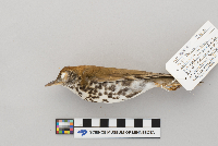 Hylocichla mustelina image