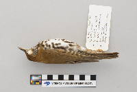 Hylocichla mustelina image