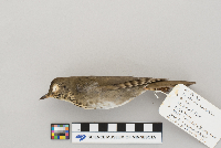 Catharus minimus image