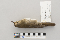 Catharus minimus image