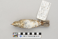 Catharus minimus image