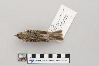 Passerculus sandwichensis image