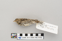 Passerculus sandwichensis image